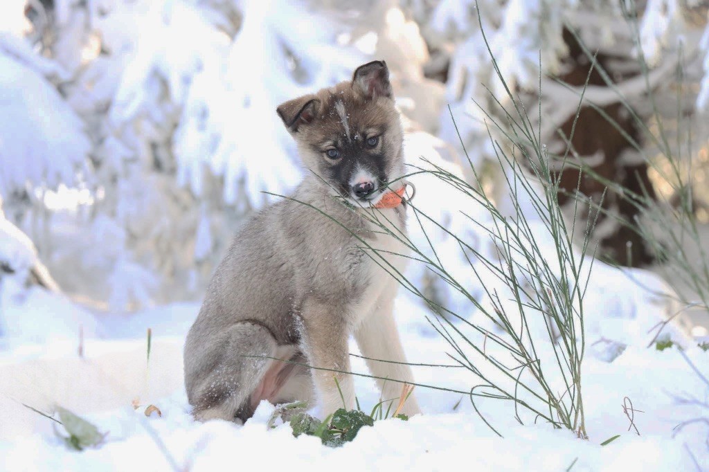 Of Artik Basterds - Chiot disponible  - Siberian Husky