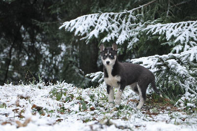 Of Artik Basterds - Siberian Husky - Portée née le 26/09/2022