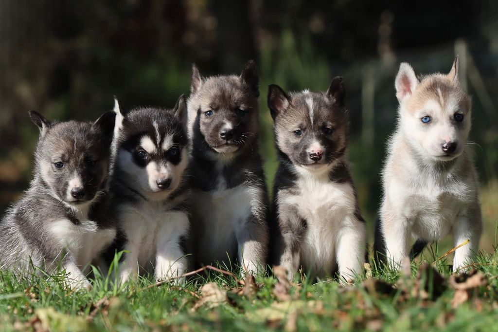 chiot Siberian Husky Of Artik Basterds