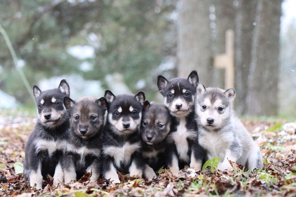 chiot Siberian Husky Of Artik Basterds