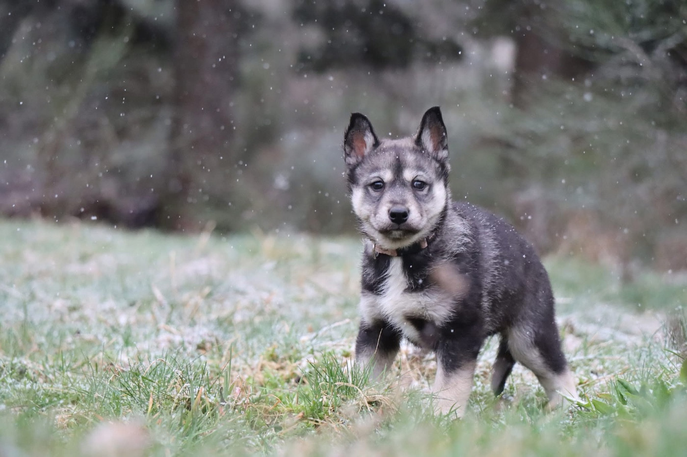 Of Artik Basterds - Chiots disponibles - Siberian Husky