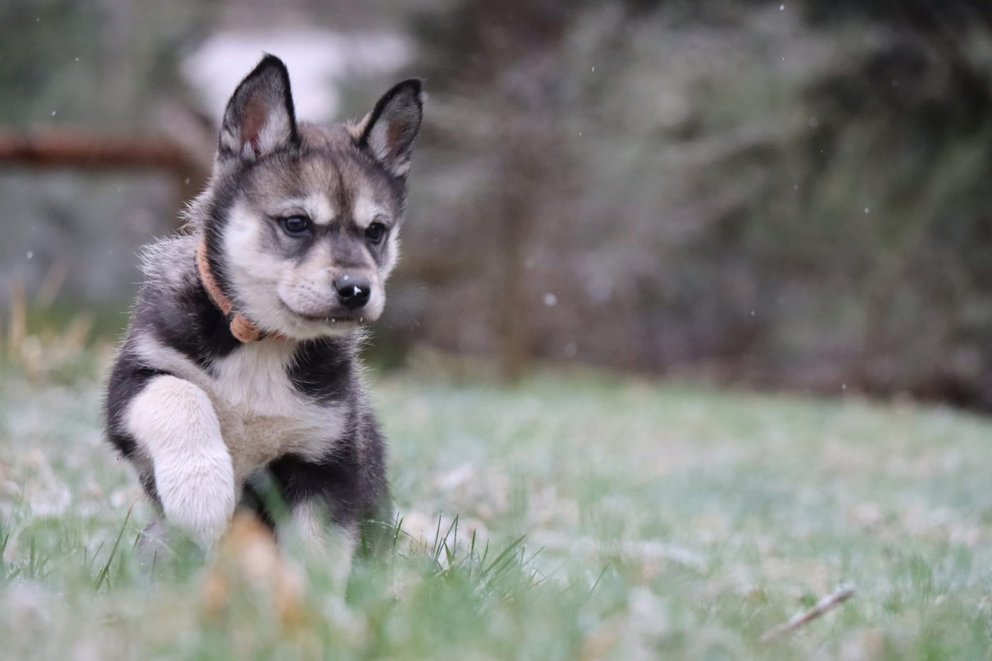 Of Artik Basterds - Chiots disponibles - Siberian Husky