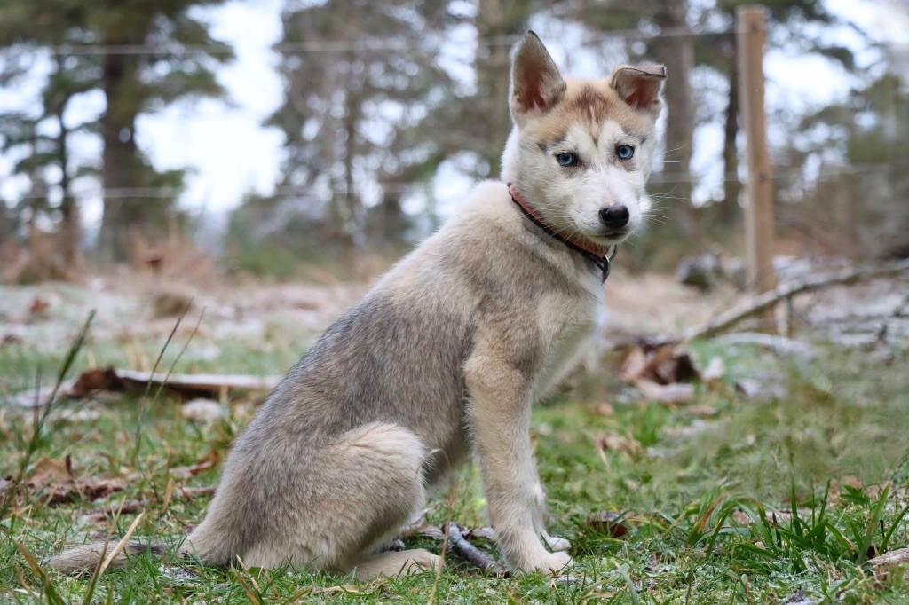 Of Artik Basterds - Chiots disponibles - Siberian Husky